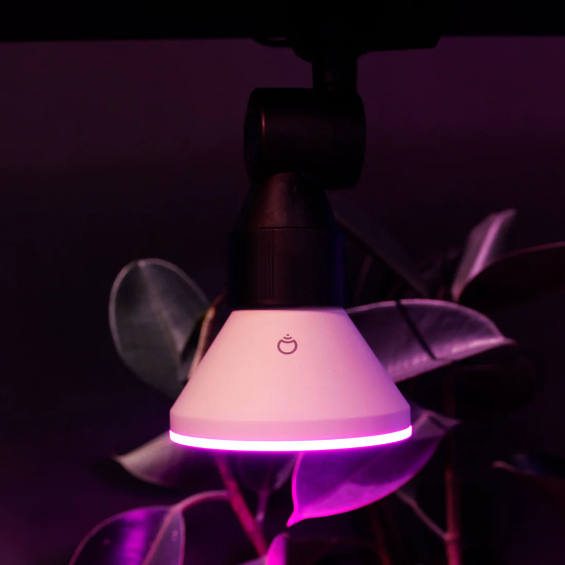 Light bulb with pink glow on a dark background