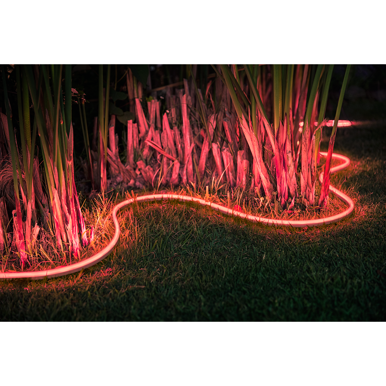 Philips hue outdoor lightstrip 5m in plants